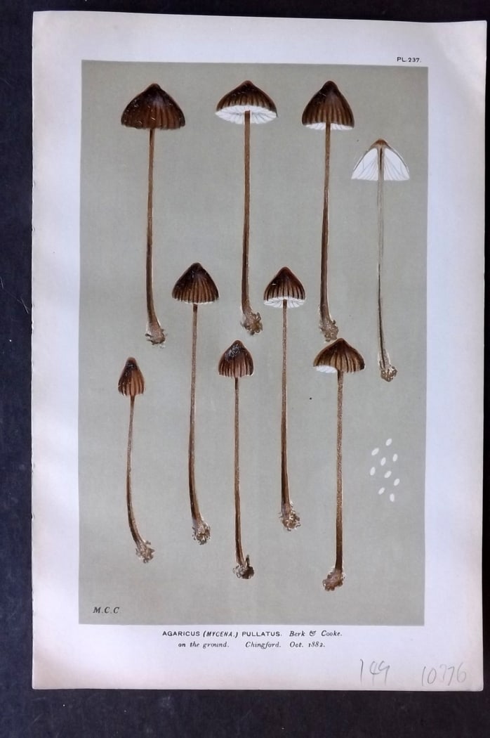 Cooke, Mordecai 1882 Antique Mushroom Print. Agaricus Fullatus 237: Chromolithograph Published 1881-1891, London for "Illustrations to British Fungi" by Mordecai Cubitt Cooke. Paper Size: 9 x 6 inch (23 x 15cm) Good Condition