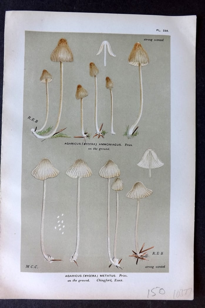 Cooke, Mordecai 1882 Antique Mushroom Print. Agaricus Metatus 238: Chromolithograph Published 1881-1891, London for "Illustrations to British Fungi" by Mordecai Cubitt Cooke. Paper Size: 9 x 6 inch (23 x 15cm) Good Condition