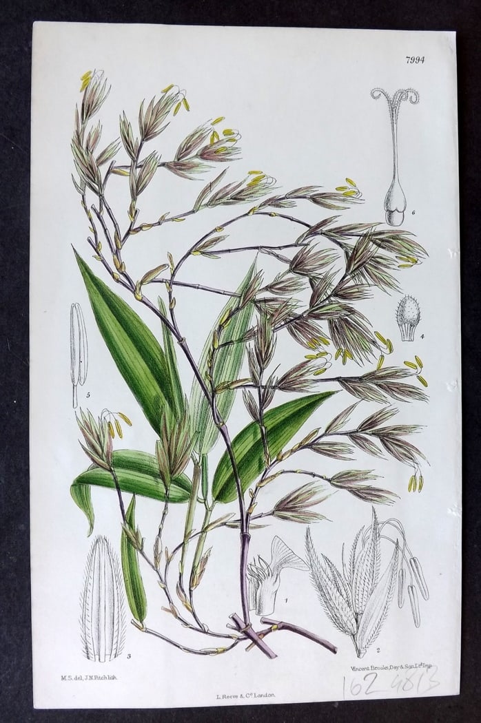 Curtis, William 1905 Hand Col Botanical Print. Phyllostachys Nigra. China and Japan 7994 (1 of 1)