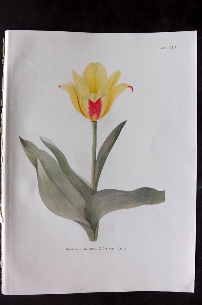 Dykes, William 1930 Folio Botanical Print. Tulip Kaufmanniana Regel 53: Folio Lithograph Published 1930 by Herbert Jenkins, London for "Notes on the Tulip Species" by William R. Dykes. Edited and Illustrated by Katherine Dykes. Paper Size: 15 x 11 inch (38 x 28cm) Good Co