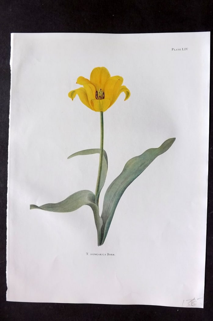 Dykes, William 1930 Folio Botanical Print. Tulip Hungarica 54: Folio Lithograph Published 1930 by Herbert Jenkins, London for "Notes on the Tulip Species" by William R. Dykes. Edited and Illustrated by Katherine Dykes. Paper Size: 15 x 11 inch (38 x 28cm) Good Co