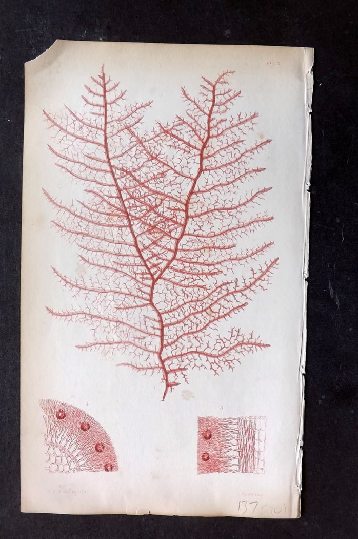 Harvey, William 1846 Hand Col Seaweed Print. Dudresnaia Divaricata 110: Lithograph Published 1846-51, London for "Phycologia Britannica: or a History of British Sea-Weeds" First Edition by William Henry Harvey. Fine hand colour as issued. With accompanying desriptive text