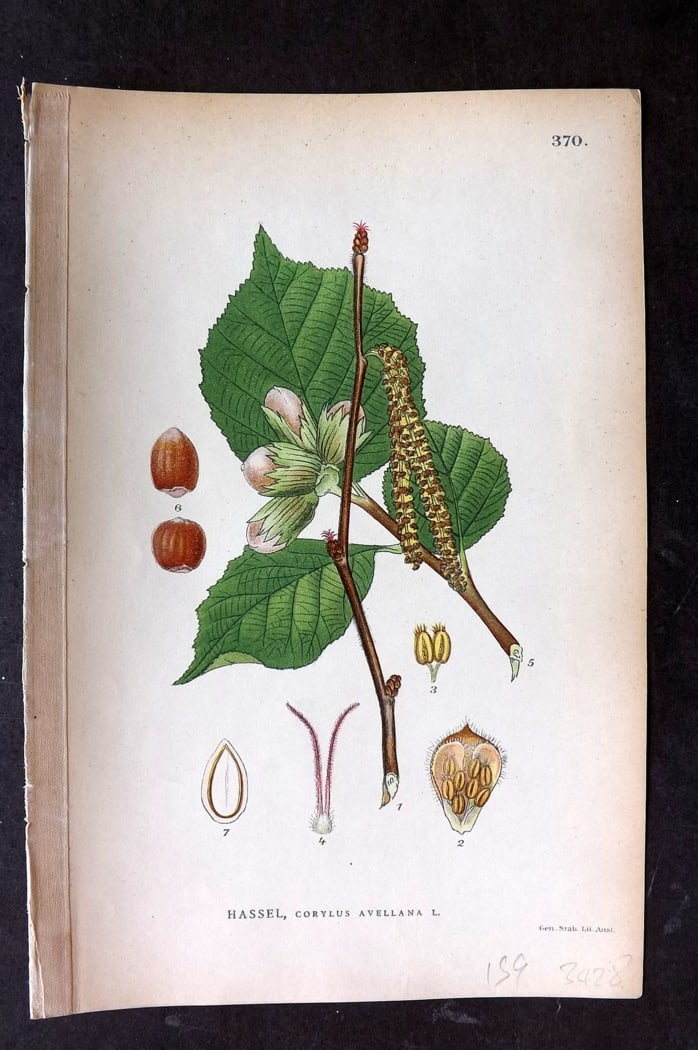 Lindman, Carl 1905 Botanical Print. Common Hazel 370: Chromolithographs Published 1905, Stockholm for "Bilder ur Nordens Flora" by Carl Axel Magnus Lindman. Paper Size: 9 x 6 inch (23 x 15cm) Good Condition