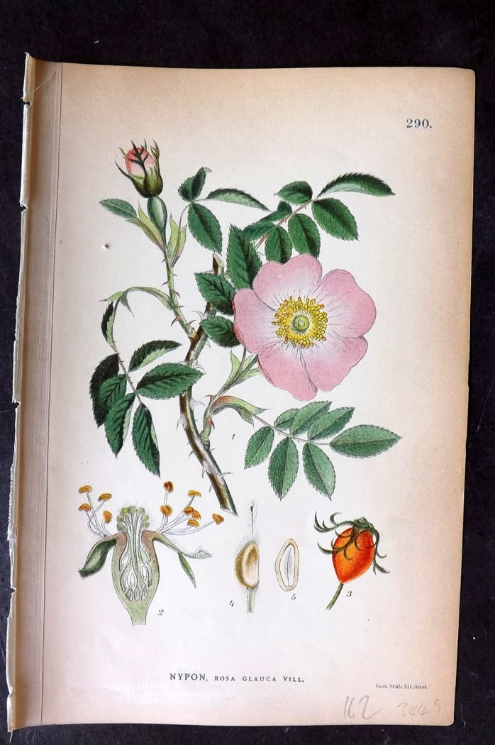 Lindman, Carl 1905 Botanical Print. Nypon Rosa Glauca Rose 290: Chromolithographs Published 1905, Stockholm for "Bilder ur Nordens Flora" by Carl Axel Magnus Lindman. Paper Size: 9 x 6 inch (23 x 15cm) Good Condition