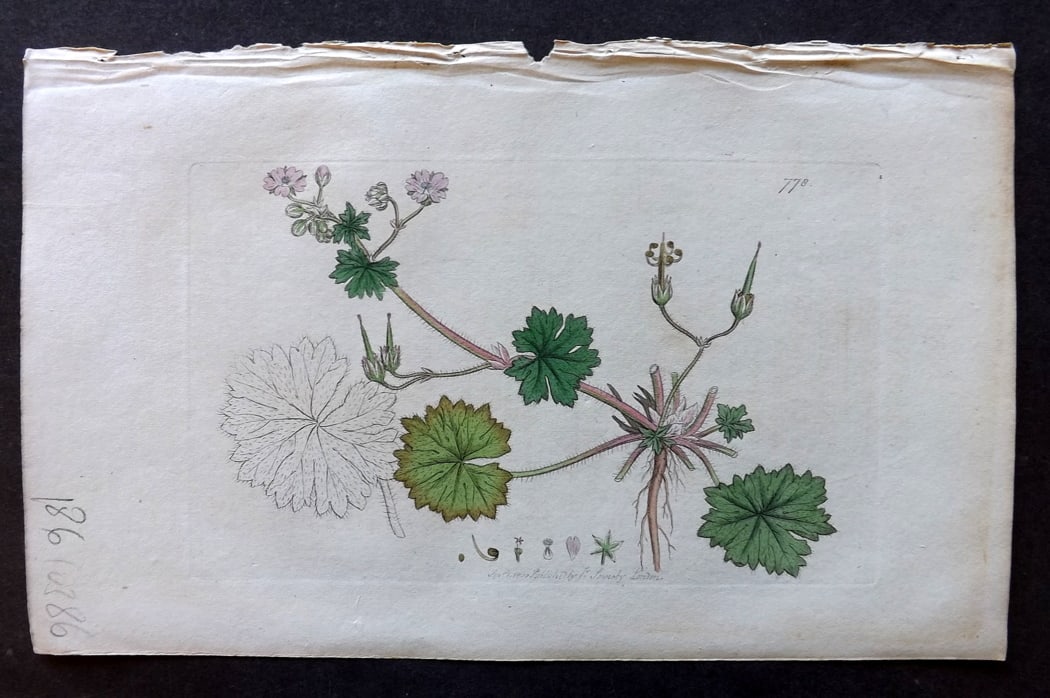 Sowerby, James 1790's Hand Col Botanical Print. Dove's Foot Crane's Bill 778: Hand Colored Copper Plate Published London, 1790-1814 for "English Botany; or, Coloured Figures of British Plants..." First Edition by James Sowerby. With accompanying descriptive text. Paper Size: 9 