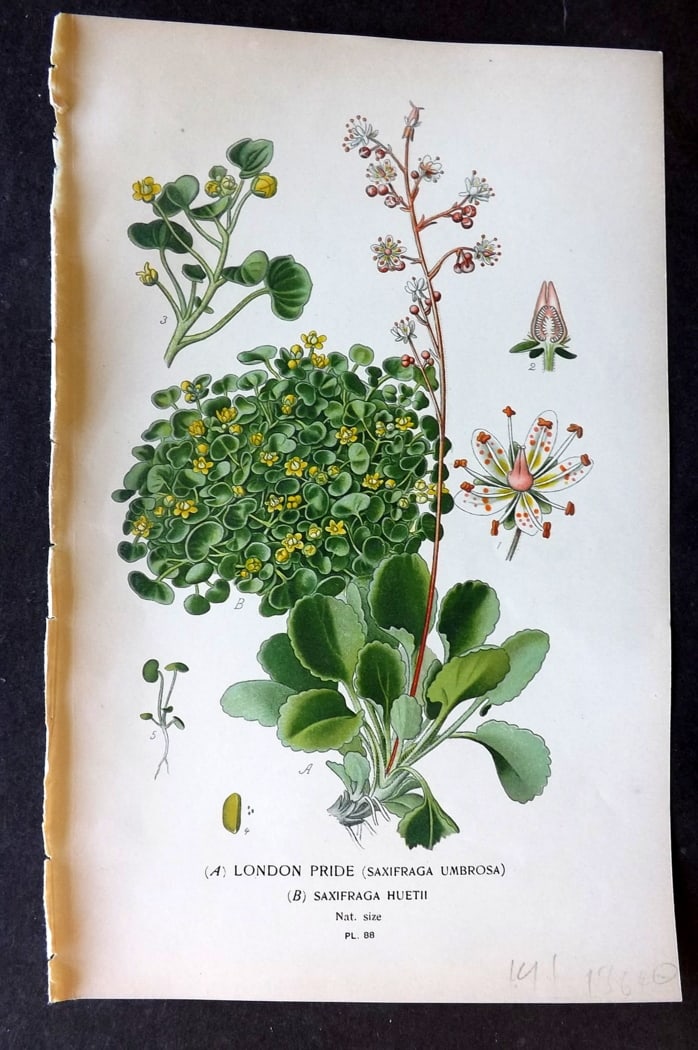 Step, Edward 1897 Botanical Print. London Pride 88 (1 of 1)