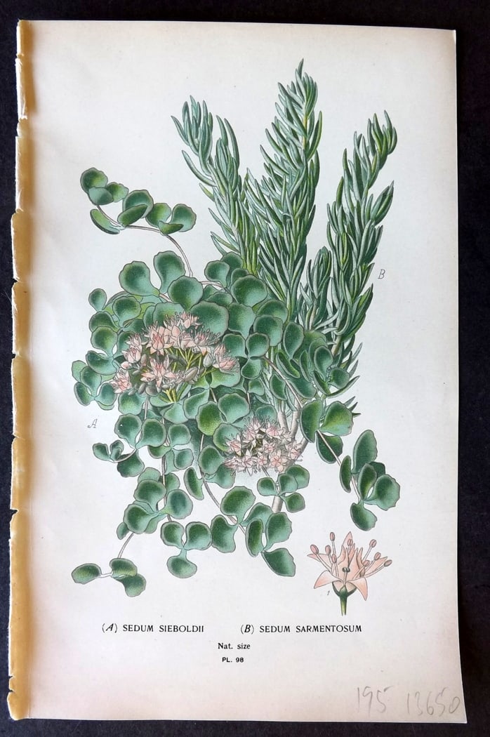 Step, Edward 1897 Botanical Print. Sedum Sieboldii & Sarmentosum 98: Chromolithographs Published 1896-97 by Frederick Warne & Co., London for "Favourite Flowers of Garden and Greenhouse" by Edward Step and William Watson. Paper Size: 9.5 x 6 inch (24 x 15cm) Good Condi