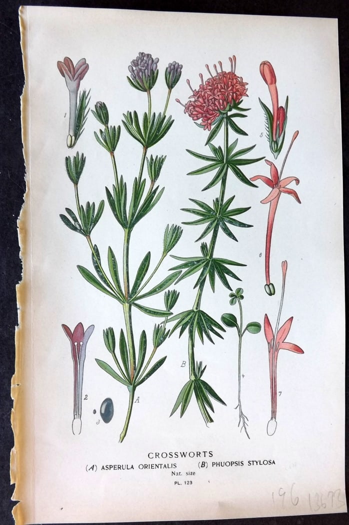 Step, Edward 1897 Botanical Print. Crossworts - Asperula & Phuopsis 123: Chromolithographs Published 1896-97 by Frederick Warne & Co., London for "Favourite Flowers of Garden and Greenhouse" by Edward Step and William Watson. Paper Size: 9.5 x 6 inch (24 x 15cm) Good Condi