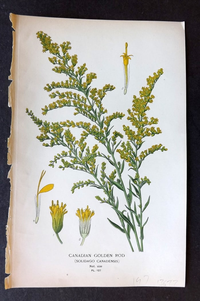 Step, Edward 1897 Botanical Print. Canadian Golden Rod 127 (1 of 1)
