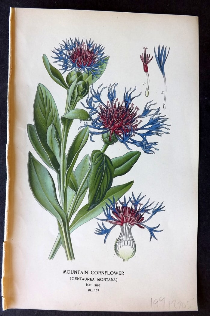 Step, Edward 1897 Botanical Print. Mountain Cornflower 157: Chromolithographs Published 1896-97 by Frederick Warne & Co., London for "Favourite Flowers of Garden and Greenhouse" by Edward Step and William Watson. Paper Size: 9.5 x 6 inch (24 x 15cm) Good Condi