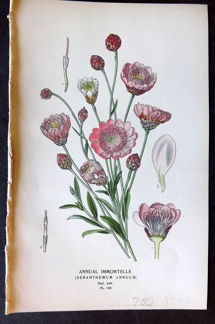 Step, Edward 1897 Botanical Print. Annual Immortelle 158: Chromolithographs Published 1896-97 by Frederick Warne & Co., London for "Favourite Flowers of Garden and Greenhouse" by Edward Step and William Watson. Paper Size: 9.5 x 6 inch (24 x 15cm) Good Condi