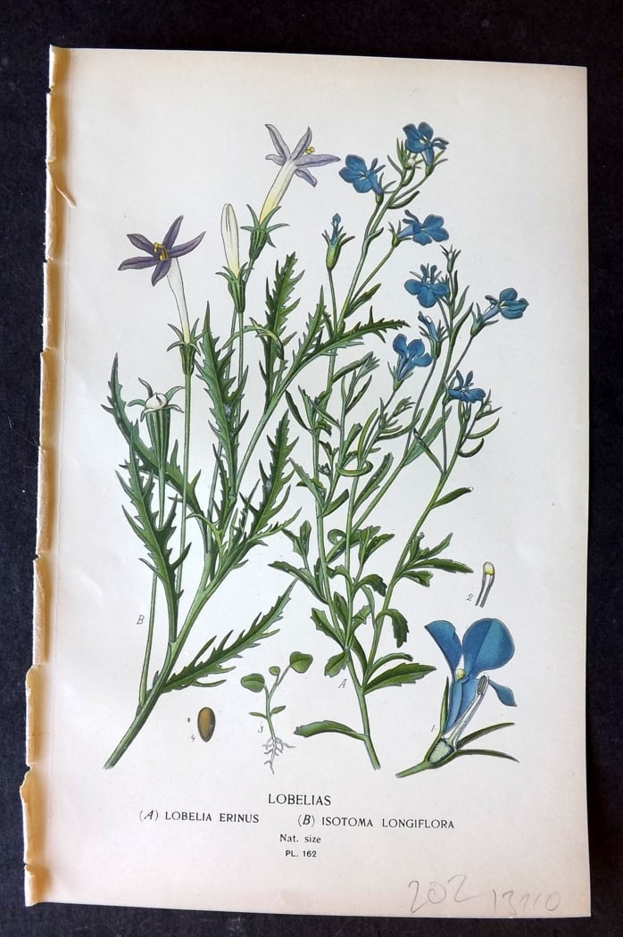 Step, Edward 1897 Botanical Print. Lobelias 162: Chromolithographs Published 1896-97 by Frederick Warne & Co., London for "Favourite Flowers of Garden and Greenhouse" by Edward Step and William Watson. Paper Size: 9.5 x 6 inch (24 x 15cm) Good Condi