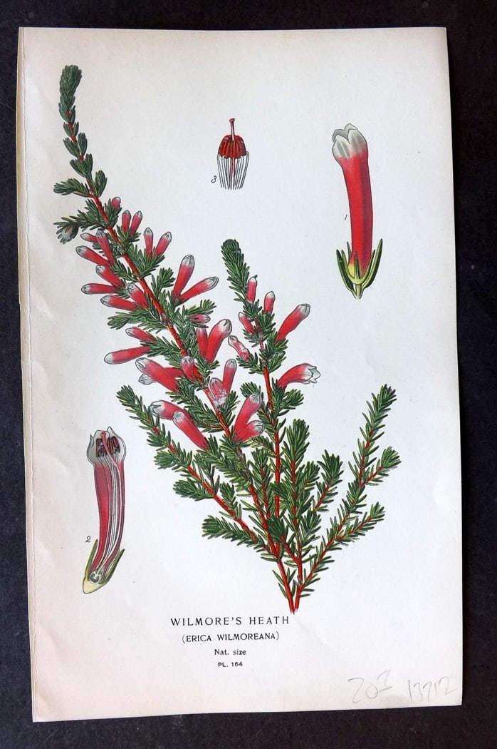 Step, Edward 1897 Botanical Print. Wilmore's Heath 164: Chromolithographs Published 1896-97 by Frederick Warne & Co., London for "Favourite Flowers of Garden and Greenhouse" by Edward Step and William Watson. Paper Size: 9.5 x 6 inch (24 x 15cm) Good Condi