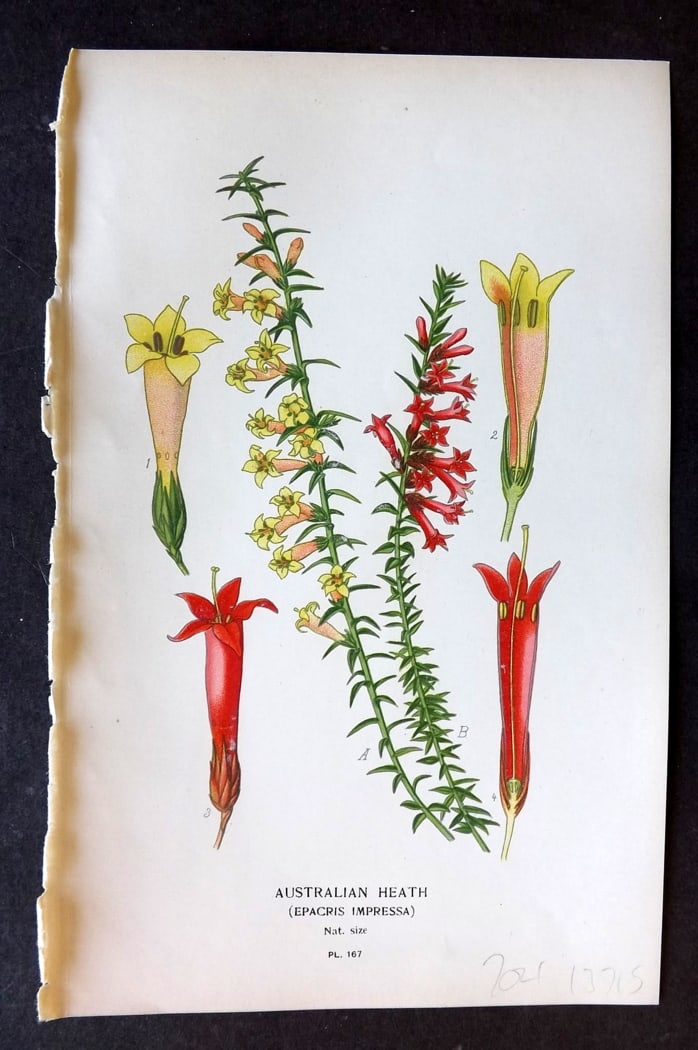 Step, Edward 1897 Botanical Print. Australian Heath 167: Chromolithographs Published 1896-97 by Frederick Warne & Co., London for "Favourite Flowers of Garden and Greenhouse" by Edward Step and William Watson. Paper Size: 9.5 x 6 inch (24 x 15cm) Good Condi