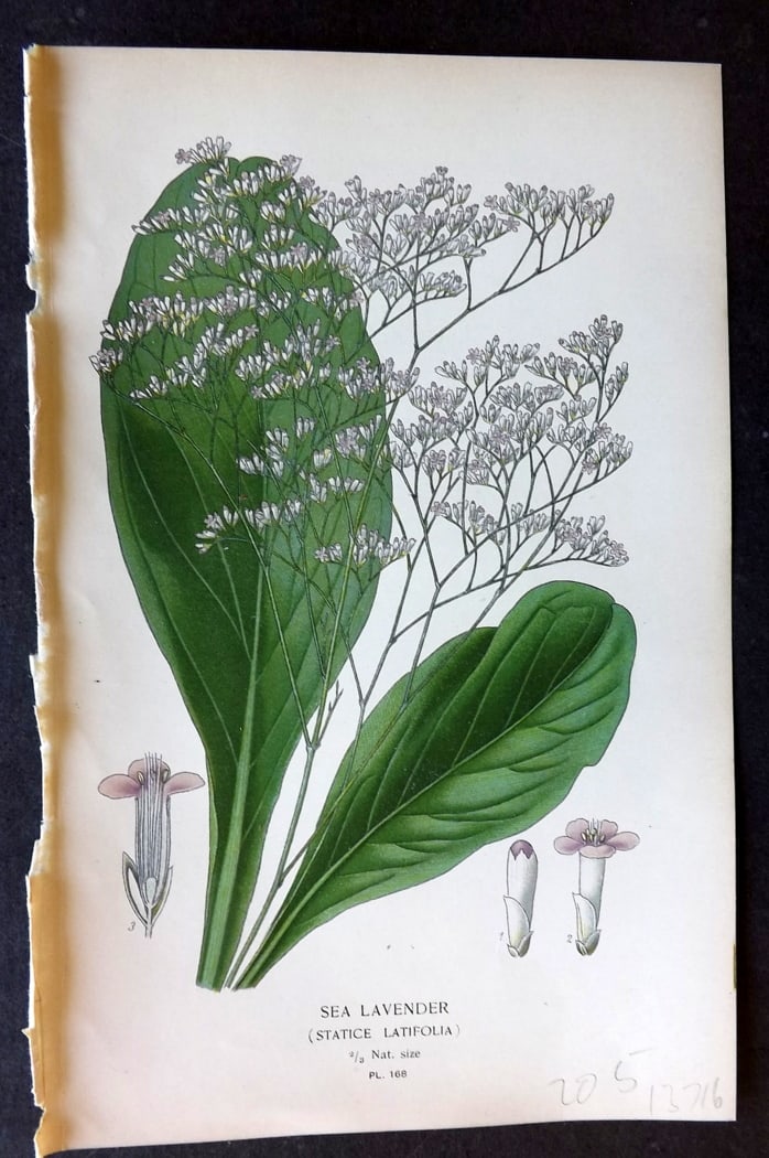 Step, Edward 1897 Botanical Print. Sea Lavender 168 (1 of 1)