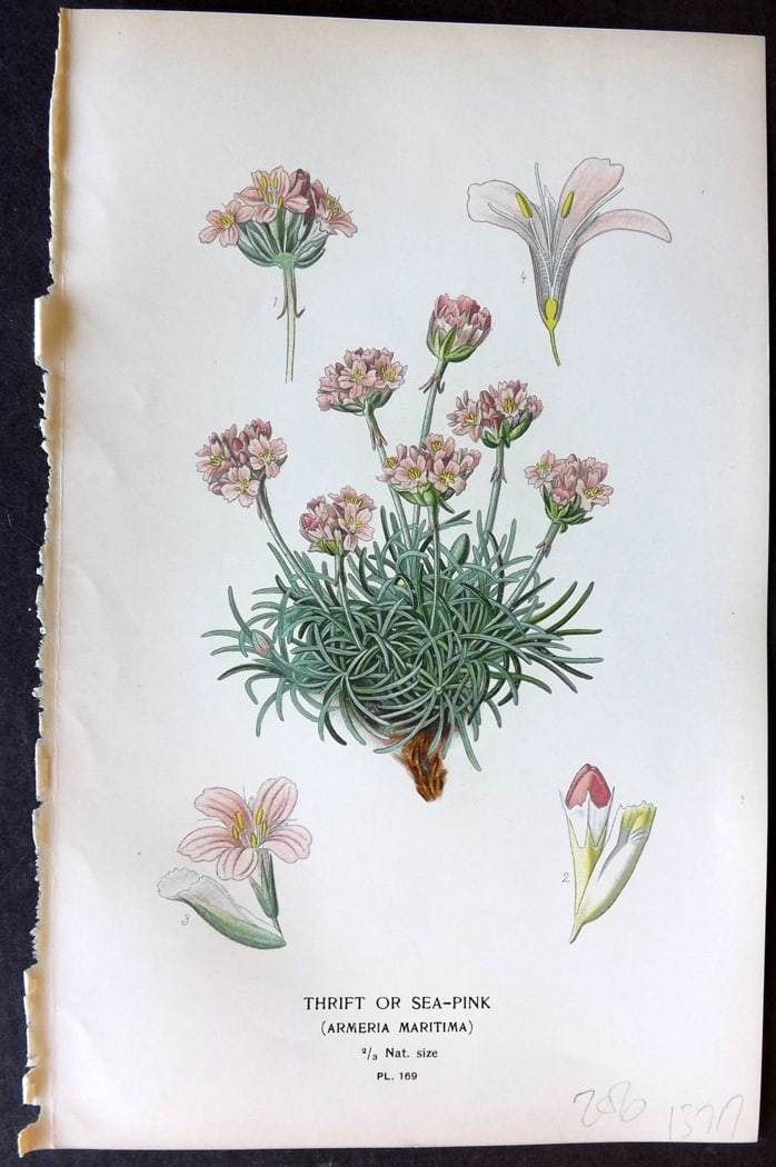 Step, Edward 1897 Botanical Print. Thrift or Sea Pink 169 (1 of 1)