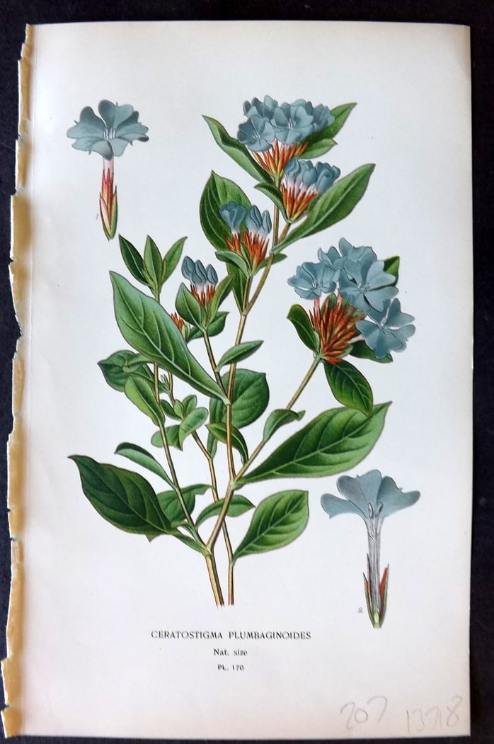 Step, Edward 1897 Botanical Print. Ceratostigma Plumbaginoides 170: Chromolithographs Published 1896-97 by Frederick Warne & Co., London for "Favourite Flowers of Garden and Greenhouse" by Edward Step and William Watson. Paper Size: 9.5 x 6 inch (24 x 15cm) Good Condi