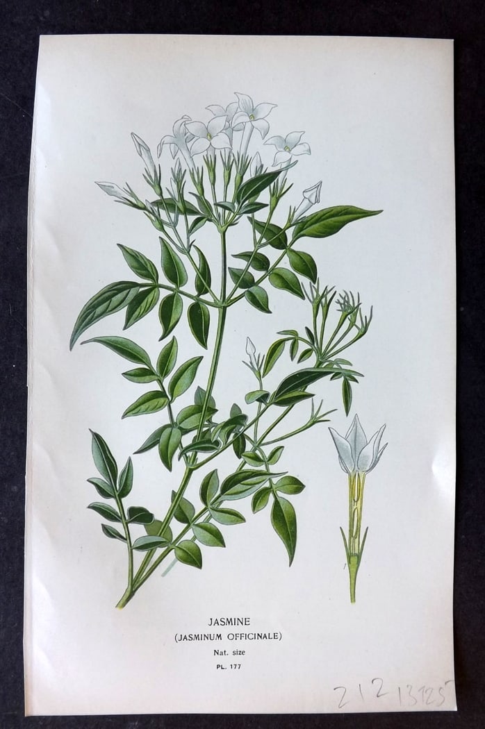 Step, Edward 1897 Botanical Print. Jasmine 177: Chromolithographs Published 1896-97 by Frederick Warne & Co., London for "Favourite Flowers of Garden and Greenhouse" by Edward Step and William Watson. Paper Size: 9.5 x 6 inch (24 x 15cm) Good Condi