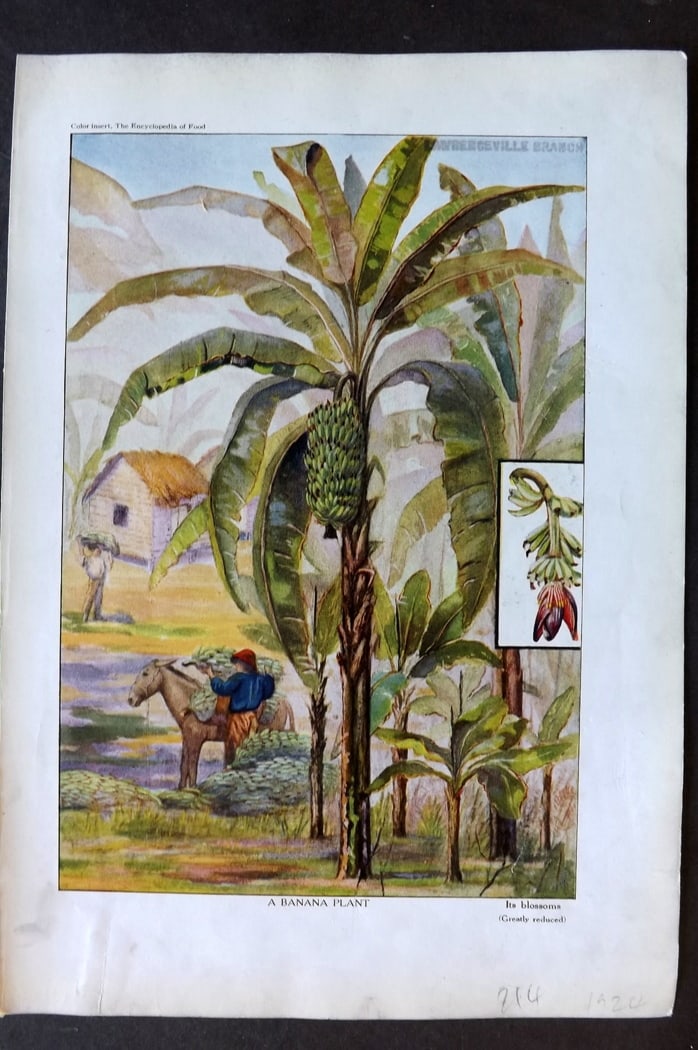 Ward, Artemas 1923 Fruit Print. Banana Plant: Offset Lithographs Published 1923, New York for "The Encyclopedia of Food" by Artemas Ward. Paper Size: 10.5 x 7.5 inch (27 x 19cm) Discrete ink library stamp on edge of bottom image, otherwise fine