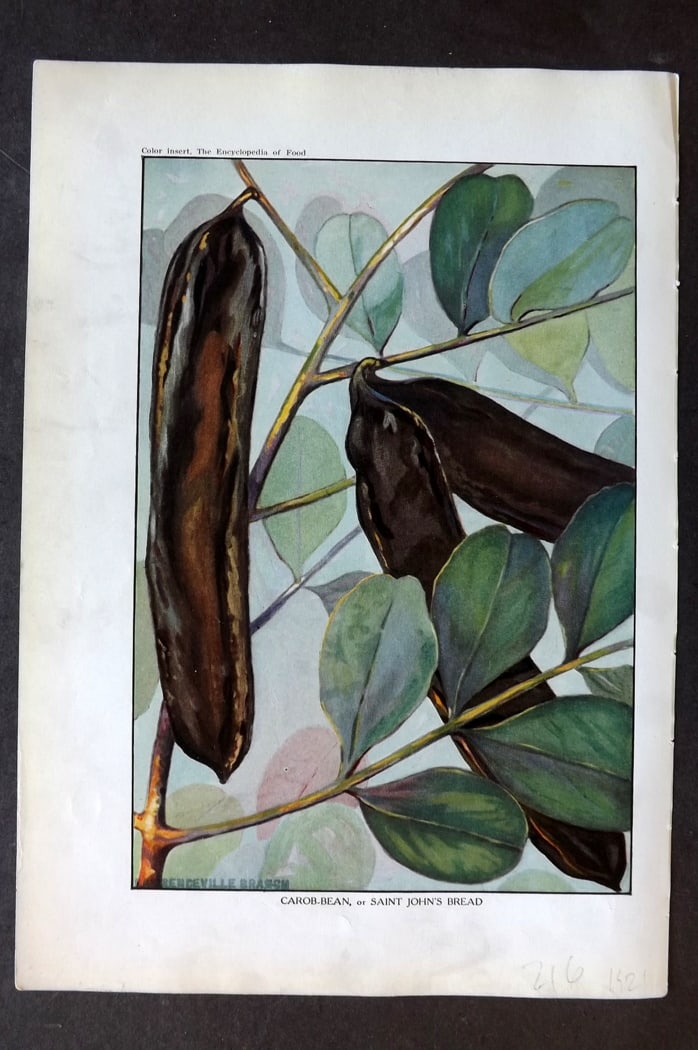 Ward, Artemas 1923 Fruit Print. Carob Bean or Saint John's Bread: Offset Lithographs Published 1923, New York for "The Encyclopedia of Food" by Artemas Ward. Paper Size: 10.5 x 7.5 inch (27 x 19cm) Discrete ink library stamp on edge of bottom image.