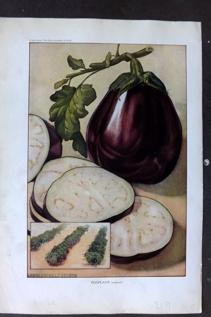 Ward, Artemas 1923 Fruit Print. Eggplant: Offset Lithographs Published 1923, New York for "The Encyclopedia of Food" by Artemas Ward. Paper Size: 10.5 x 7.5 inch (27 x 19cm) Discrete ink library stamp on edge of bottom image.