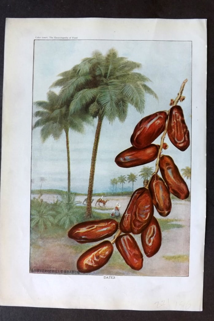 Ward, Artemas 1923 Fruit Print. Dates: Offset Lithographs Published 1923, New York for "The Encyclopedia of Food" by Artemas Ward. Paper Size: 10.5 x 7.5 inch (27 x 19cm) Discrete ink library stamp on edge of bottom image.