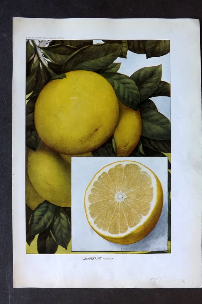 Ward, Artemas 1923 Fruit Print. Grapefruit: Offset Lithographs Published 1923, New York for "The Encyclopedia of Food" by Artemas Ward. Paper Size: 10.5 x 7.5 inch (27 x 19cm) Discrete ink library stamp on edge of bottom image.