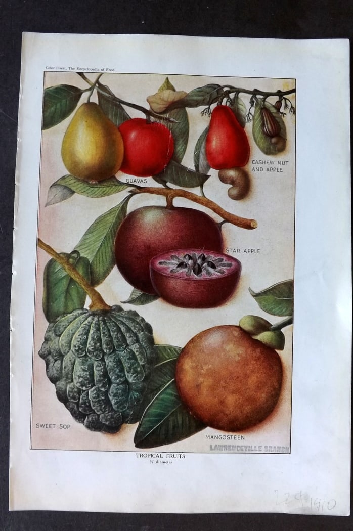 Ward, Artemas 1923 Fruit Print. Tropical Fruits: Offset Lithographs Published 1923, New York for "The Encyclopedia of Food" by Artemas Ward. Paper Size: 10.5 x 7.5 inch (27 x 19cm) Discrete ink library stamp on edge of bottom image.