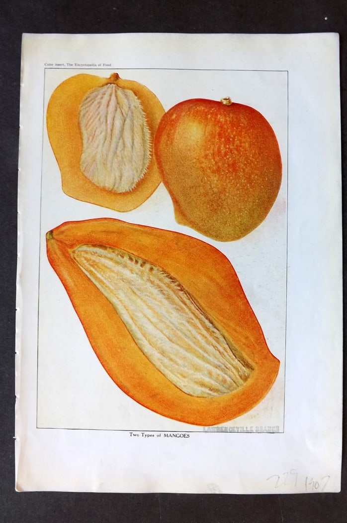 Ward, Artemas 1923 Fruit Print. Mangoes: Offset Lithographs Published 1923, New York for "The Encyclopedia of Food" by Artemas Ward. Paper Size: 10.5 x 7.5 inch (27 x 19cm) Discrete ink library stamp on edge of bottom image.