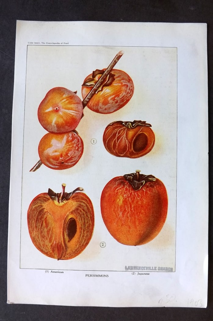 Ward, Artemas 1923 Fruit Print. Persimmons: Offset Lithographs Published 1923, New York for "The Encyclopedia of Food" by Artemas Ward. Paper Size: 10.5 x 7.5 inch (27 x 19cm) Discrete ink library stamp on edge of bottom image.