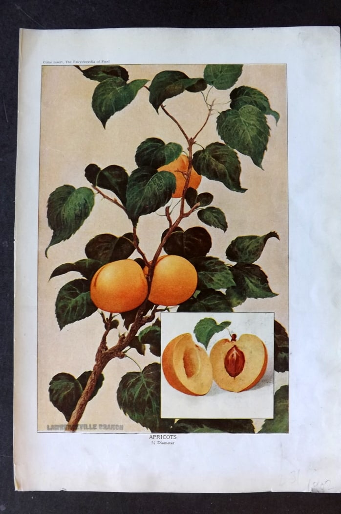 Ward, Artemas 1923 Fruit Print. Apricots: Offset Lithographs Published 1923, New York for "The Encyclopedia of Food" by Artemas Ward. Paper Size: 10.5 x 7.5 inch (27 x 19cm) Discrete ink library stamp on edge of bottom image.