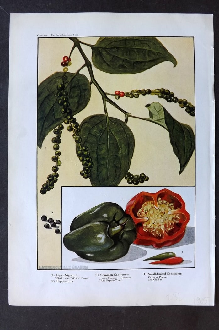 Ward, Artemas 1923 Fruit Print. Peppers: Offset Lithographs Published 1923, New York for "The Encyclopedia of Food" by Artemas Ward. Paper Size: 10.5 x 7.5 inch (27 x 19cm) Discrete ink library stamp on edge of bottom image.