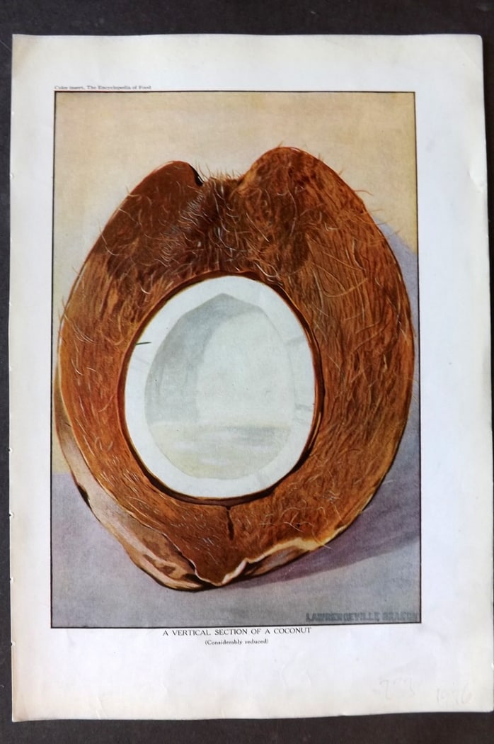 Ward, Artemas 1923 Fruit Print. Vertical Section of Coconut: Offset Lithographs Published 1923, New York for "The Encyclopedia of Food" by Artemas Ward. Paper Size: 10.5 x 7.5 inch (27 x 19cm) Discrete ink library stamp on edge of bottom image.