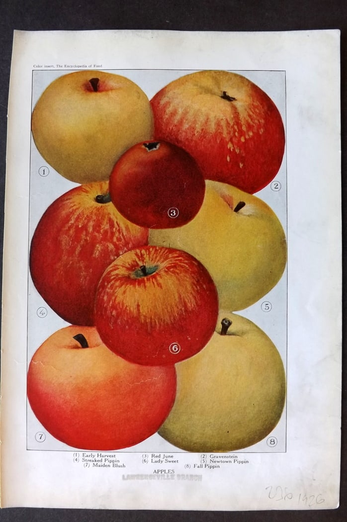 Ward, Artemas 1923 Fruit Print. Apples: Offset Lithographs Published 1923, New York for "The Encyclopedia of Food" by Artemas Ward. Paper Size: 10.5 x 7.5 inch (27 x 19cm) Discrete ink library stamp on edge bottom margin