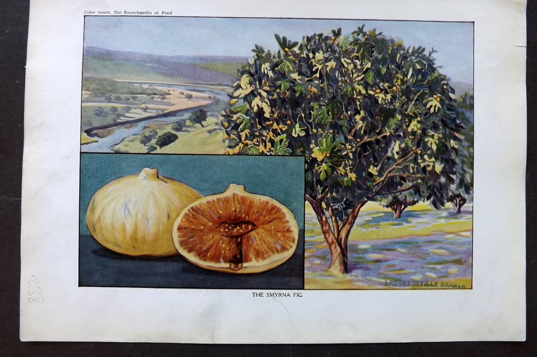 Ward, Artemas 1923 Fruit Print. Smyrna Fig: Offset Lithographs Published 1923, New York for "The Encyclopedia of Food" by Artemas Ward. Paper Size: 10.5 x 7.5 inch (27 x 19cm) Discrete ink library stamp on edge of bottom image.