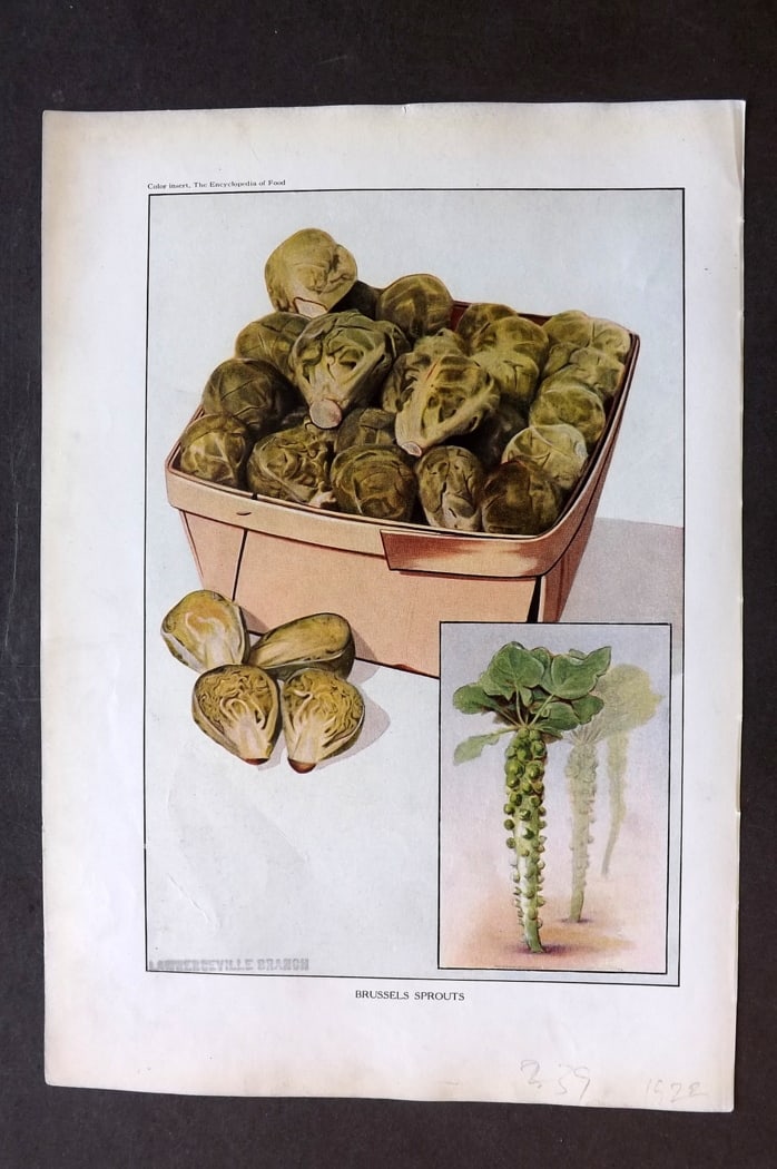Ward, Artemas 1923 Vegetable Print. Brussels Sprouts: Offset Lithographs Published 1923, New York for "The Encyclopedia of Food" by Artemas Ward. Paper Size: 10.5 x 7.5 inch (27 x 19cm) Discrete ink library stamp on edge of bottom image.
