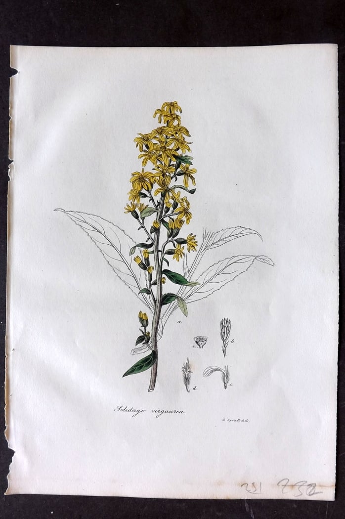Woodville, William 1832 Hand Col Botanical Print. Common Golden Rod (1 of 1)