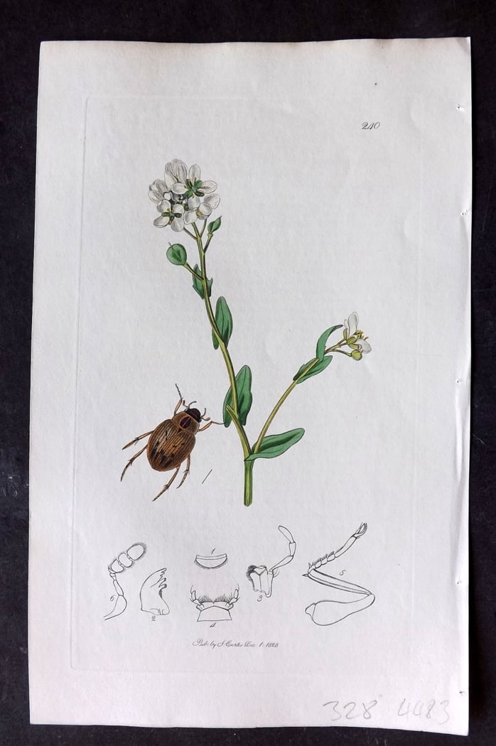 Curtis, William 1828 Hand Col Insect Botanical Print. Berosus Aericeps: Hand Colored Etching Published 1823-39, London for "British Entomology: Being Illustrations and Descriptions of the Genera of Insects found in Great Britain and Ireland" First Edition by John Curtis. 