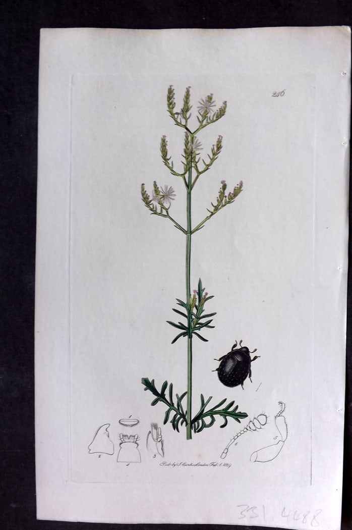 Curtis, William 1828 Hand Col Insect Botanical Print. Nosodendron Fasciculare 246: Hand Colored Etching Published 1823-39, London for "British Entomology: Being Illustrations and Descriptions of the Genera of Insects found in Great Britain and Ireland" First Edition by John Curtis. 