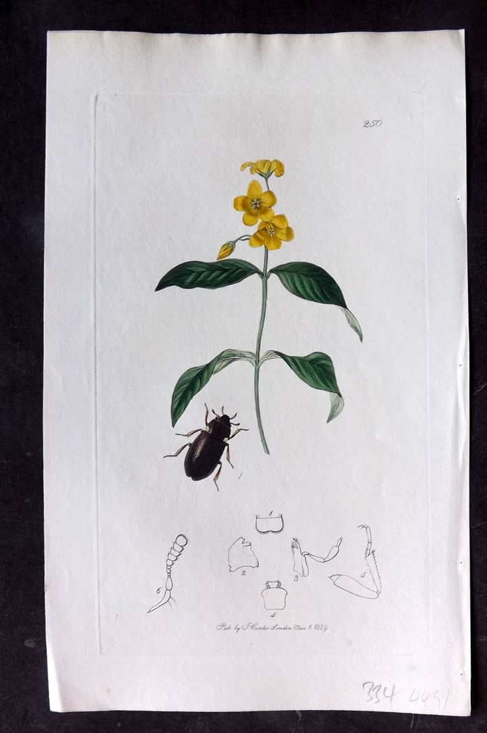 Curtis, William 1828 Hand Col Insect Botanical Print. Ochthebius Hybernicus 250: Hand Colored Etching Published 1823-39, London for "British Entomology: Being Illustrations and Descriptions of the Genera of Insects found in Great Britain and Ireland" First Edition by John Curtis. 