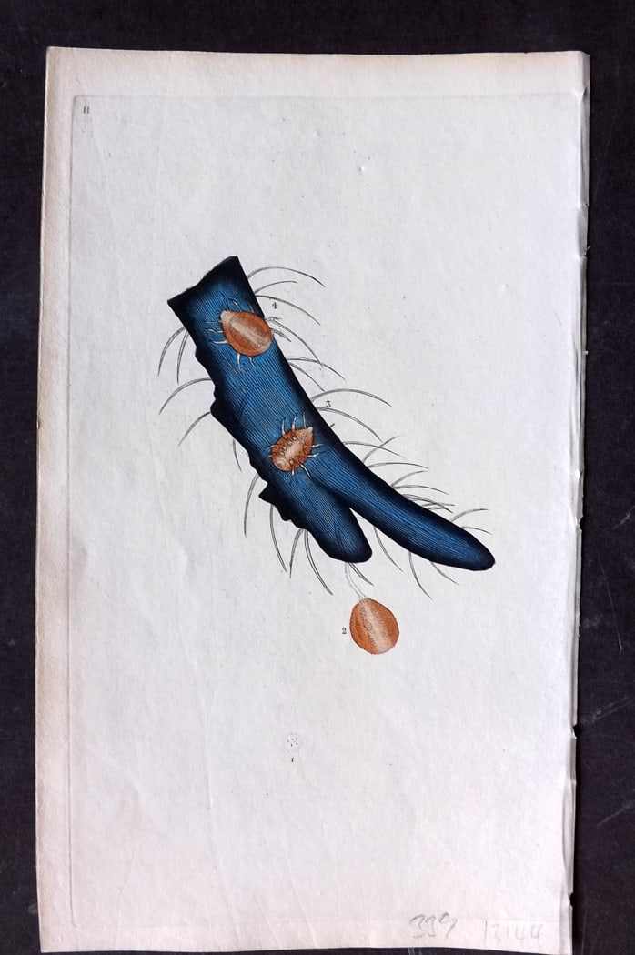 Donovan, Edward C1800 HCol Print. Beetle Tick 11: Hand Colored Etching Published 1796-1813, London for "The Natural History of British Insects" by Edward Donovan. With accompanying descriptive text. Paper Size: 9.5 x 6 inch (24 x 15cm) Good Condition