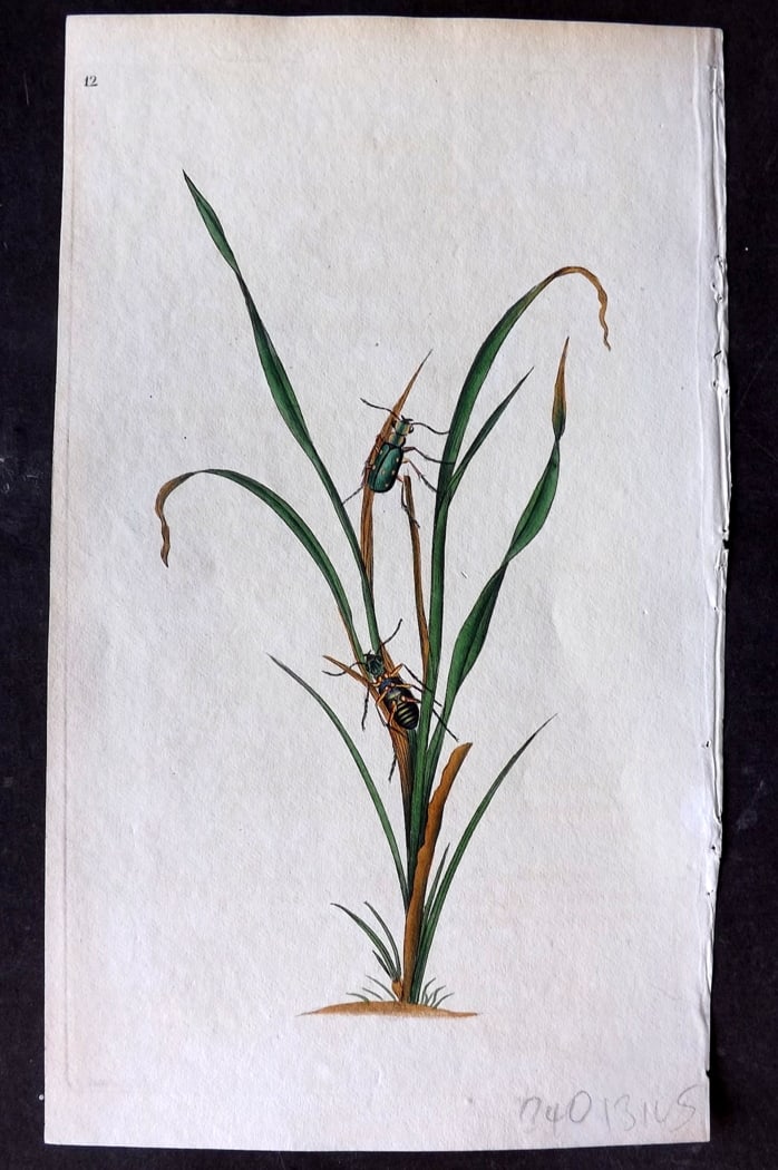 Donovan, Edward C1800 HCol Print. Sparkler 12: Hand Colored Etching Published 1796-1813, London for "The Natural History of British Insects" by Edward Donovan. With accompanying descriptive text. Paper Size: 9.5 x 6 inch (24 x 15cm) Good Condition