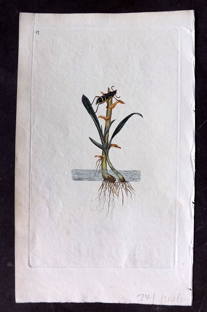 Donovan, Edward C1800 HCol Print. Common Wasp Beetle 27: Hand Colored Etching Published 1796-1813, London for "The Natural History of British Insects" by Edward Donovan. With accompanying descriptive text. Paper Size: 9.5 x 6 inch (24 x 15cm) Good Condition