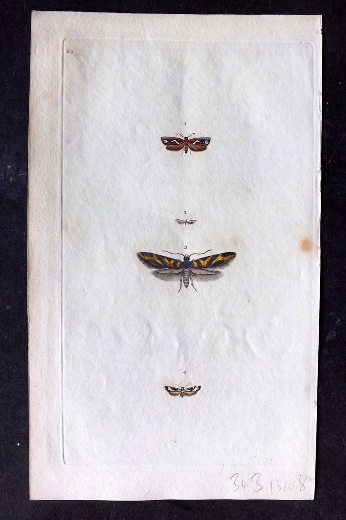 Donovan, Edward C1800 HCol Print. Phalaena Interrogationana 65: Hand Colored Etching Published 1796-1813, London for "The Natural History of British Insects" by Edward Donovan. With accompanying descriptive text. Paper Size: 9.5 x 6 inch (24 x 15cm) Very minor bac