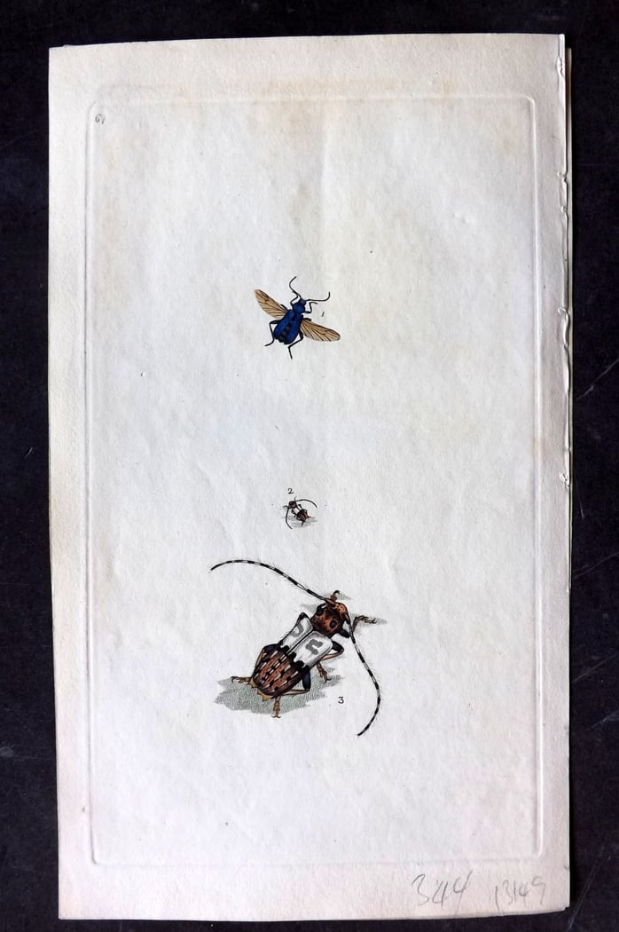 Donovan, Edward C1800 HCol Print. Cerambyx Violaceus & Hispidus 64: Hand Colored Etching Published 1796-1813, London for "The Natural History of British Insects" by Edward Donovan. With accompanying descriptive text. Paper Size: 9.5 x 6 inch (24 x 15cm) Good Condition