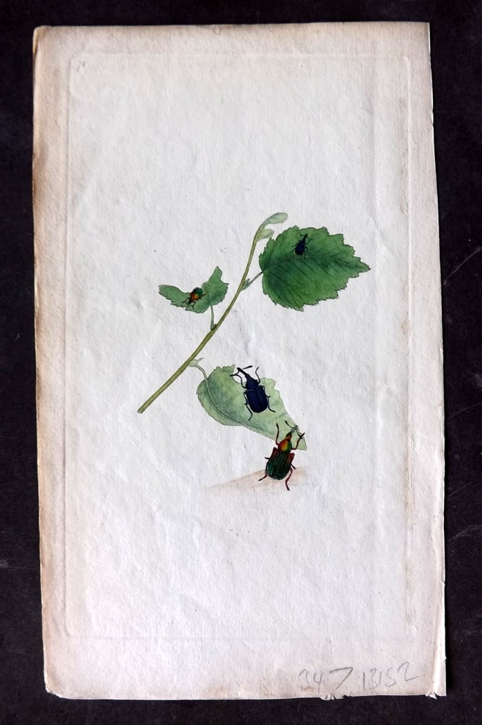 Donovan, Edward C1800 HCol Print. Curculio Betulae 74: Hand Colored Etching Published 1796-1813, London for "The Natural History of British Insects" by Edward Donovan. With accompanying descriptive text. Paper Size: 9.5 x 6 inch (24 x 15cm) Good Condition