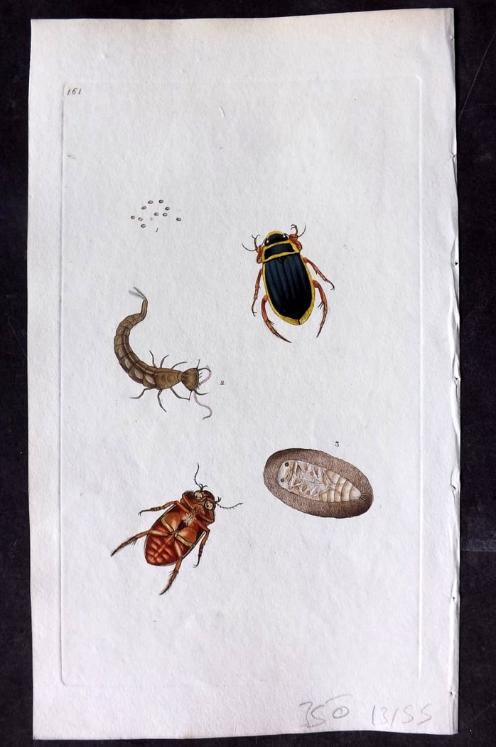 Donovan, Edward C1800 HCol Print. Large Boat Beetle 161 (1 of 1)