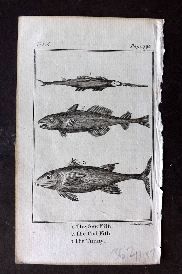 Goldsmith, Oliver 1791 Antique Print. Saw Fish, Cod, Tunny (1 of 1)