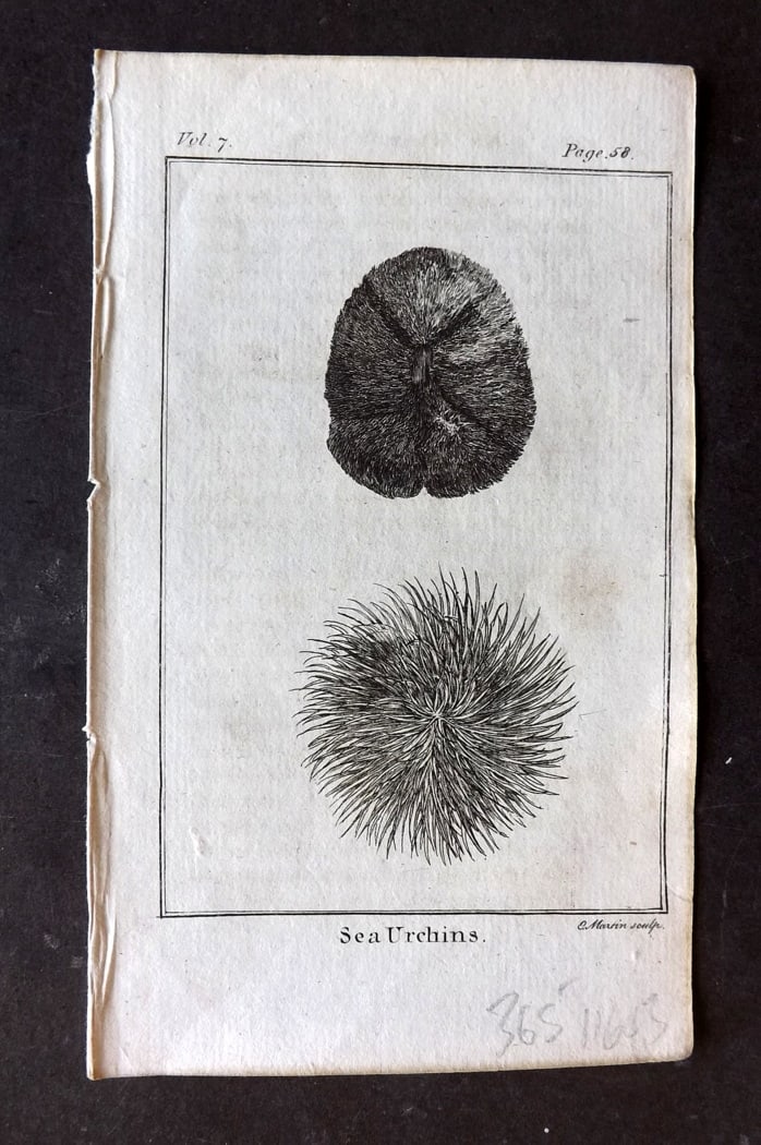 Goldsmith, Oliver 1791 Antique Print. Sea Urchins: Copper Plate Published 1790-91, London for An History of the Earth and Animated Nature" by Oliver Goldsmith. Paper Size: 7 x 4 inch (18 x 11cm) Good Condition