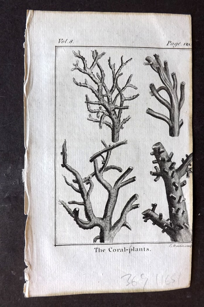 Goldsmith, Oliver 1791 Antique Print. Coral Plants: Copper Plate Published 1790-91, London for An History of the Earth and Animated Nature" by Oliver Goldsmith. Paper Size: 7 x 4 inch (18 x 11cm) Tight right margin as bound, otherwise Good Condition